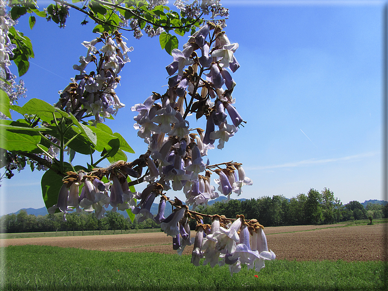 foto Paesaggi tra i Colli